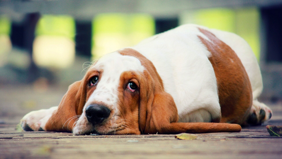Лохматые лентяи: ТОП-3 породы собак, которые обожают целыми днями лежать на диване