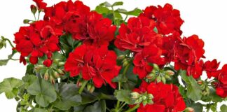 Кімнатні квіти для справжнього щастя: Топ-3 найкращі рослини для дому - today.ua