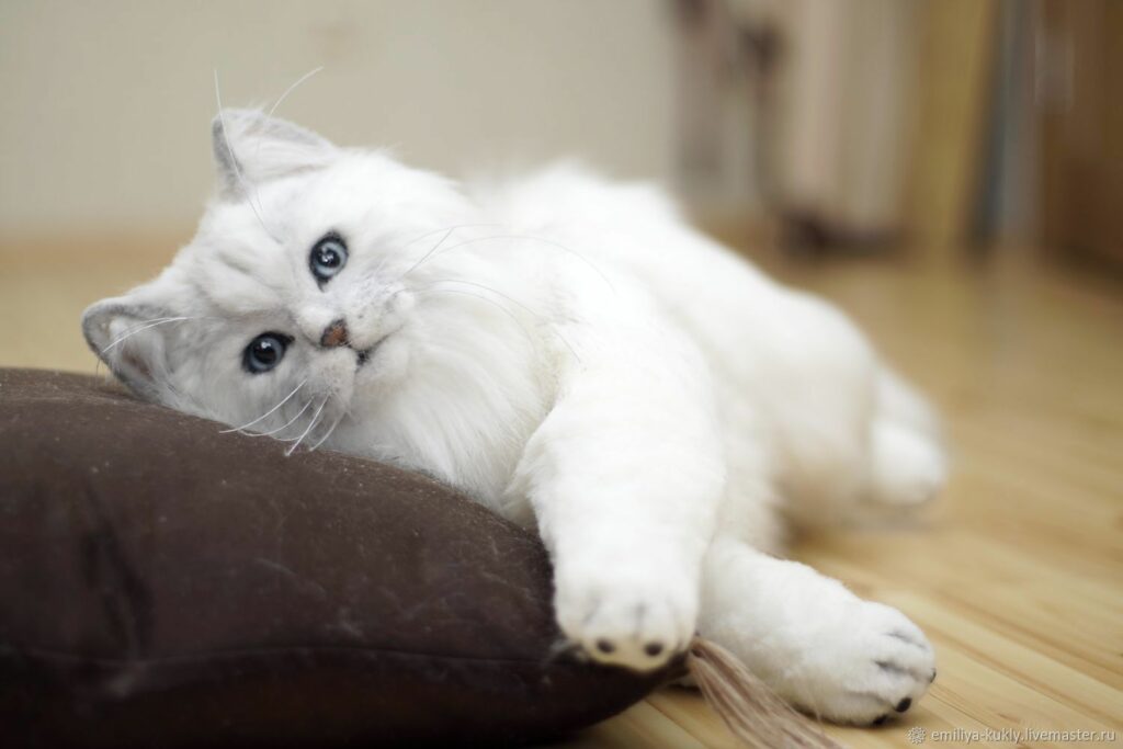 Глибокий погляд і граціозна хода: ТОП-5 порід кішок, у яких не можна не закохатися 