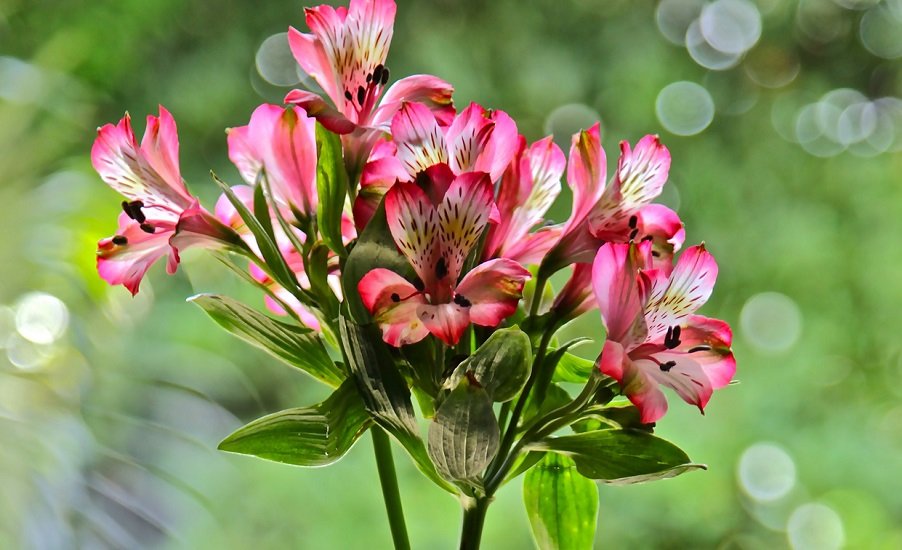 Какие цветы долго стоят в вазе: 7 самых долговечных растений