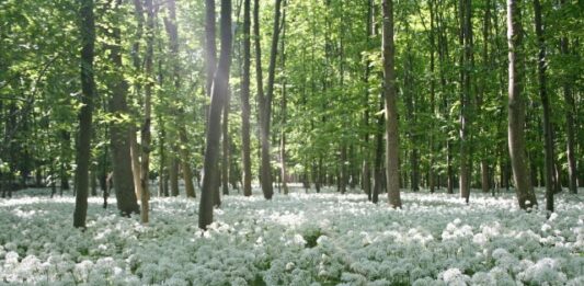 12 березня: яке сьогодні свято і що бажано встигнути зробити в цей день  - today.ua