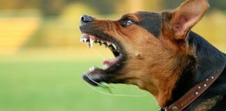 Заборонені в більшості країн: ТОП-5 найбільш небезпечних порід собак - today.ua