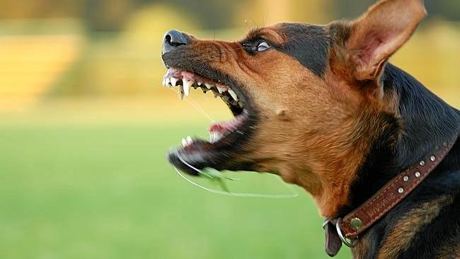 Запрещены в большинстве стран: ТОП-5 самых опасных пород собак - today.ua