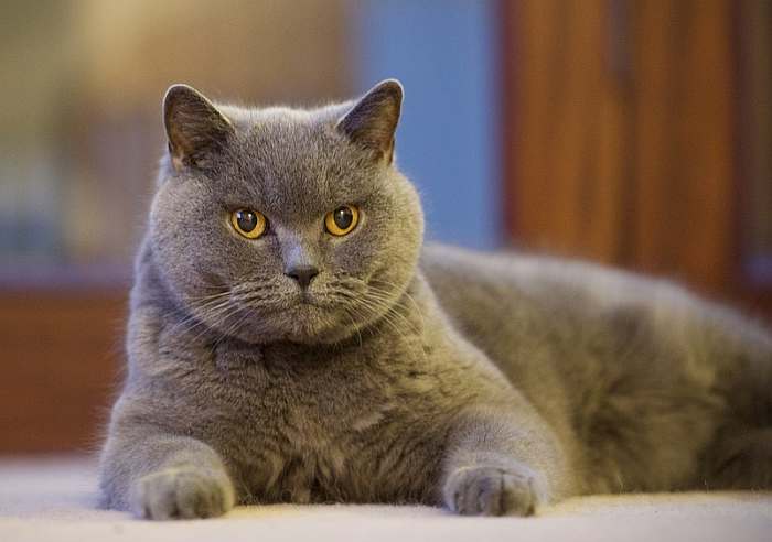Настоящие королевы: ТОП-5 самых благородных пород кошек