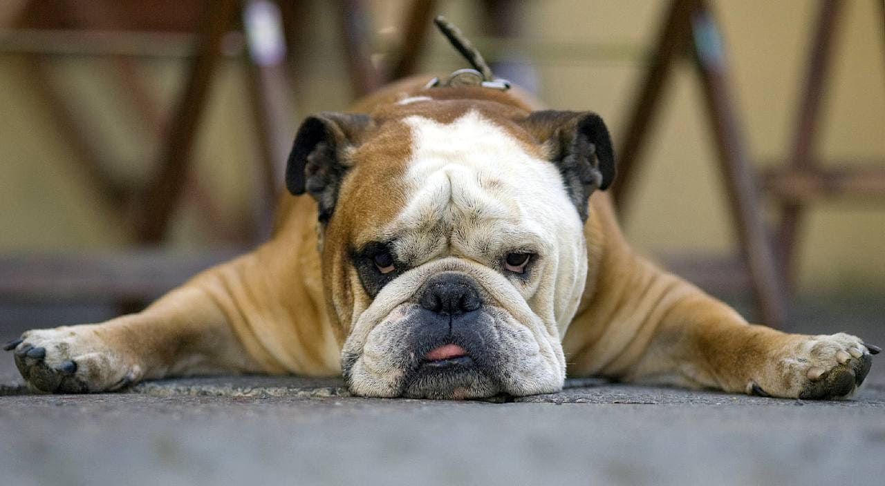 Кошлаті ледарі: ТОП-3 породи собак, які обожнюють цілими днями лежати на дивані