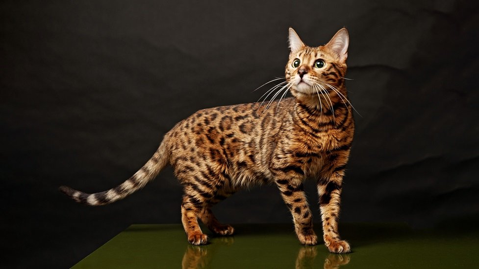 Недорогі красуні: 5 незвичайних порід кішок, які подобаються всім