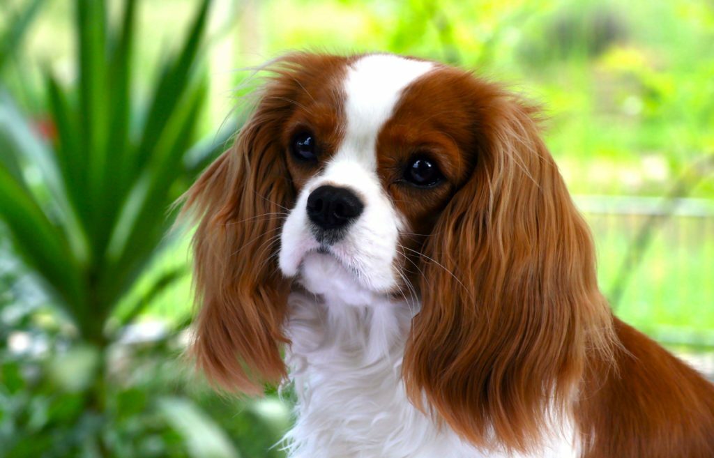 ТОП-3 породы собак, которые продлевают жизнь своим владельцам