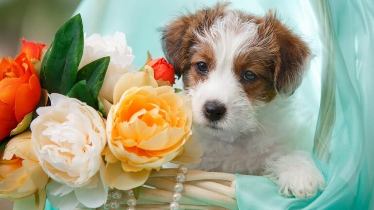 ТОП-3 породы собак, которые можно подарить любимой женщине на 8 марта - today.ua