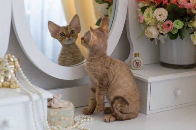 Глупые и непосредственные: ТОП-3 породы кошек, которых сложно воспитывать - today.ua