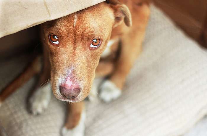 Бояться шуму, грому і висоти: ТОП-5 найбільш полохливих порід собак - today.ua