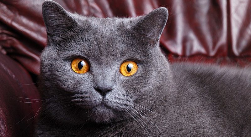 Настоящие королевы: ТОП-5 самых благородных пород кошек - today.ua