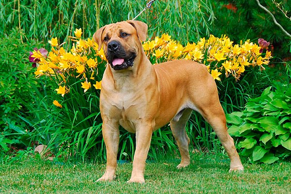 Жорстокі і некеровані: ТОП-5 найсильніших порід собак