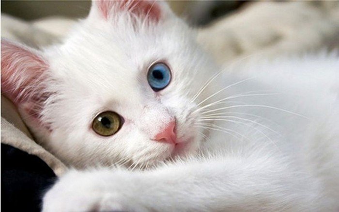 Унікальне явище: ТОП-3 породи кішок з різнокольоровими очима - today.ua