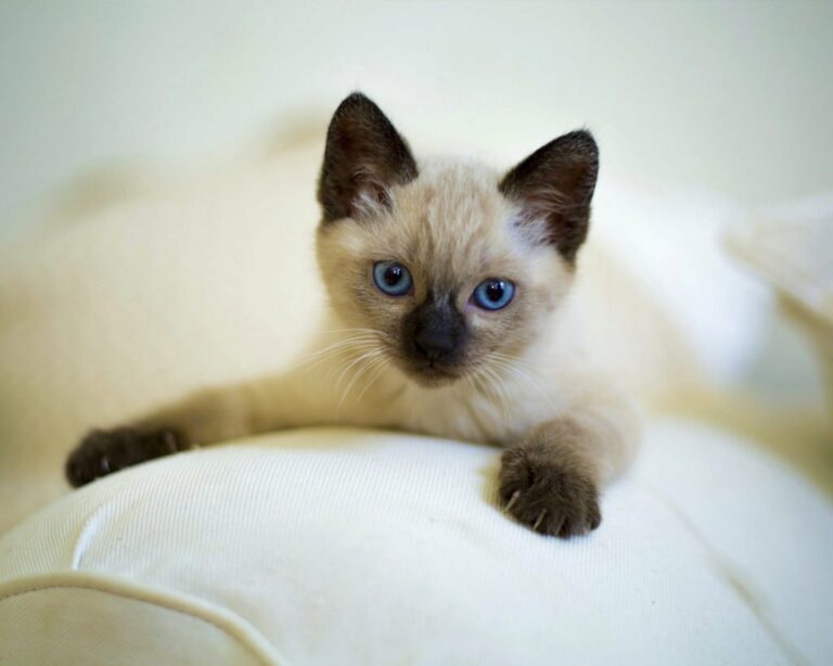 Кішки-талісмани: домашні улюбленці яких порід приносять в дім позитивні зміни - today.ua