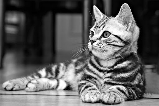 Дурні і безпосередні: ТОП-3 породи кішок, яких складно виховувати