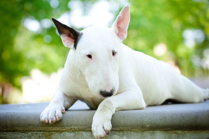 Запам'ятають і помстяться: ТОП-5 найбільш злопам'ятних порід собак 