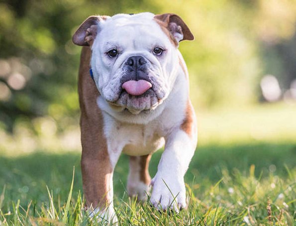 ТОП-5 порід собак, які схильні до набору зайвої ваги 