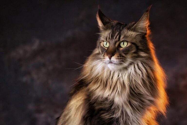 Недорогі красуні: 5 незвичайних порід кішок, які подобаються всім - today.ua