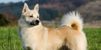 На межі вимирання: ТОП-5 найбільш рідкісних порід собак - today.ua
