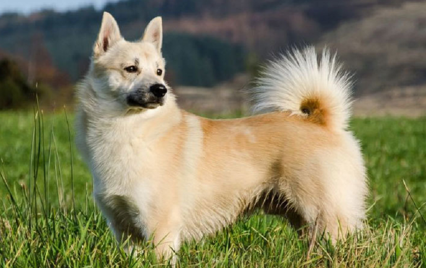 На грани вымирания: ТОП-5 самых редких пород собак