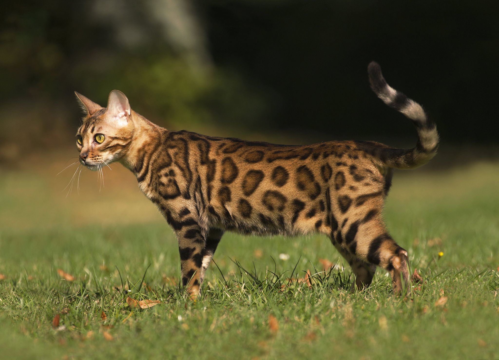 Кішки, яких можна дресирувати: ТОП-4 породи пухнастих інтелектуалів