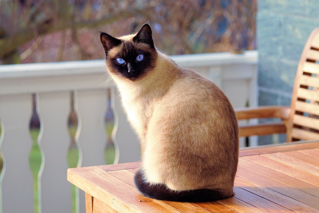 Кішки, яких можна дресирувати: ТОП-4 породи пухнастих інтелектуалів