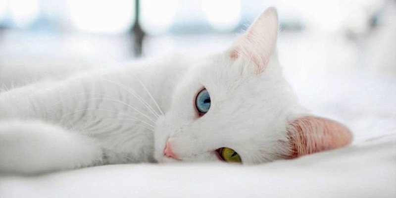 Унікальне явище: ТОП-3 породи кішок з різнокольоровими очима