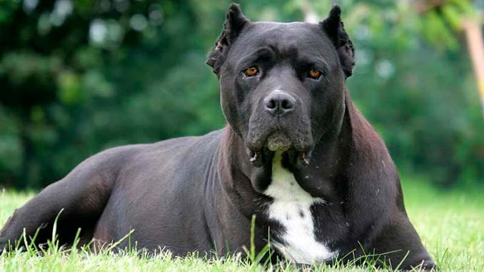 Жорстокі і некеровані: ТОП-5 найсильніших порід собак