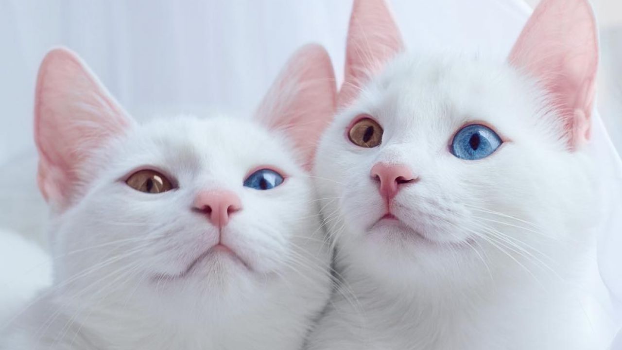 Кішки-талісмани: домашні улюбленці яких порід приносять в дім позитивні зміни