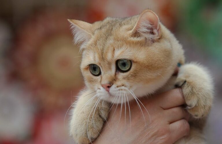 Уникальные питомцы: ТОП-3 самых необычных пород кошек в мире - today.ua