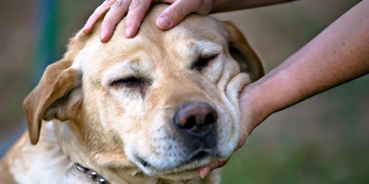 Природжені психологи: ТОП-3 породи собак, які знімають стрес - today.ua