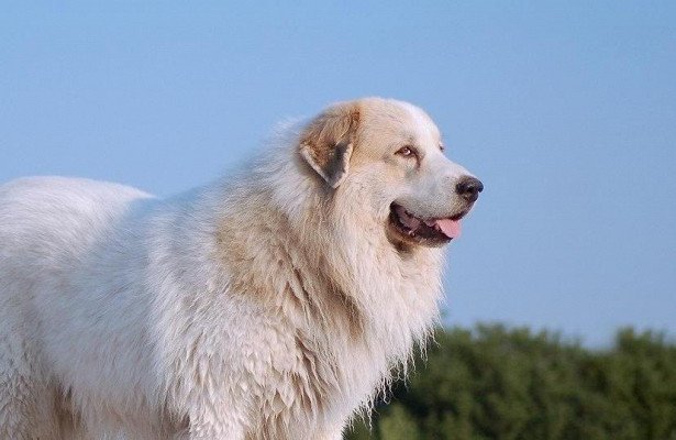 ТОП-5 сторожових порід собак, які можуть напасти навіть на господаря