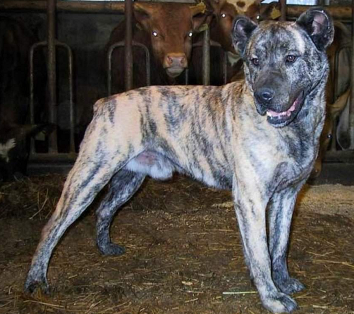 На грани вымирания: ТОП-5 самых редких пород собак