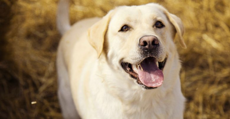 Запам'ятають і помстяться: ТОП-5 найбільш злопам'ятних порід собак 