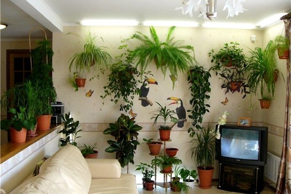 Кімнатні рослини, здатні не лише прикрасити життя, але й зміцнити ваше здоров'я - today.ua