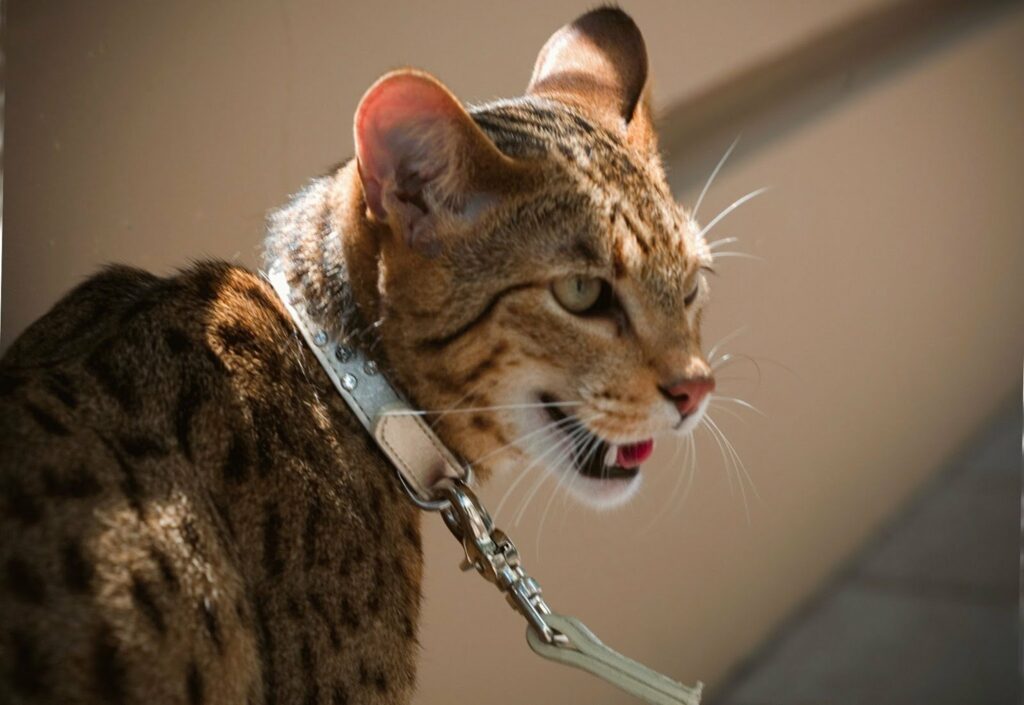 Несуть загрозу для життя: ТОП-3 породи кішок, які можуть бути небезпечними для людини 
