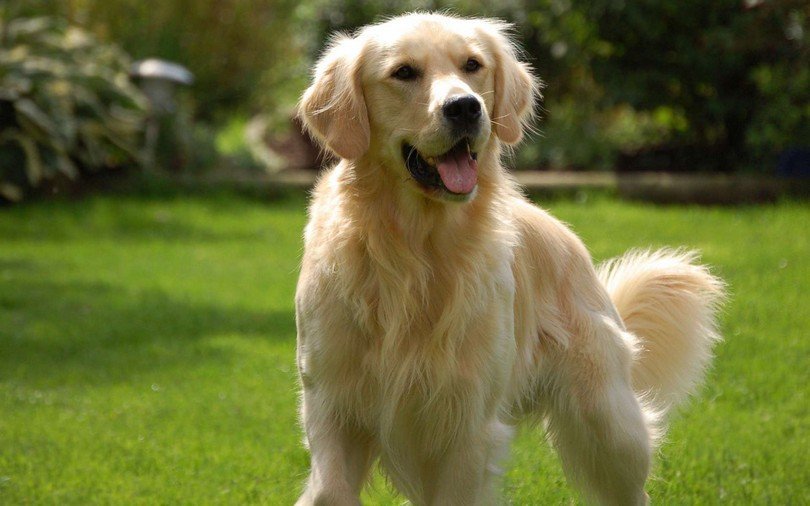 ТОП-3 породы собак, которые продлевают жизнь своим владельцам