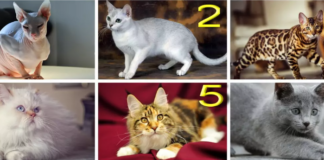 Тест по картинке: выберите изображение кошки и узнайте, за что вас любят мужчины  - today.ua