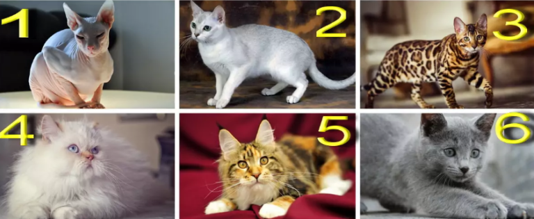 Тест по картинці: виберіть зображення кішки і дізнайтеся, за що вас люблять чоловіки  - today.ua