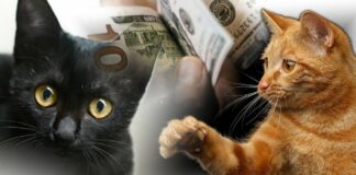 Какие кошки приносят богатство и удачу хозяину: ТОП-5 магически сильных пород - today.ua