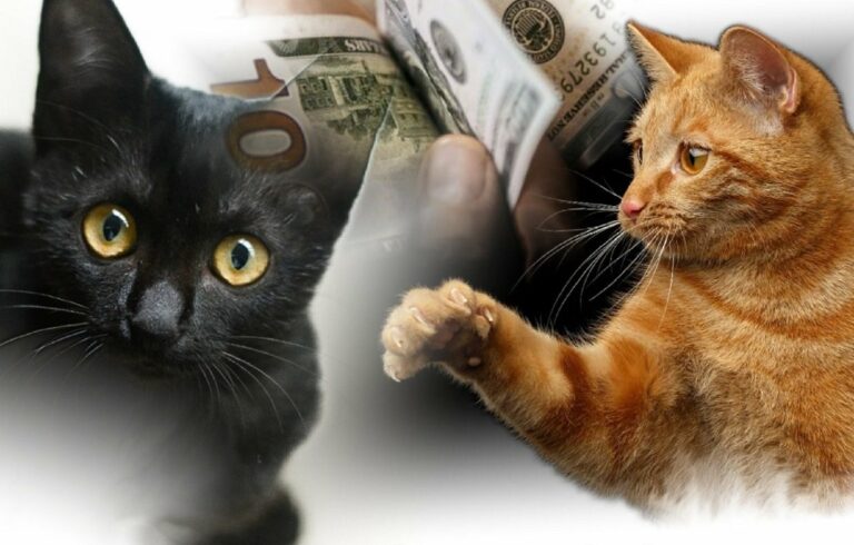 Какие кошки приносят богатство и удачу хозяину: ТОП-5 магически сильных пород - today.ua