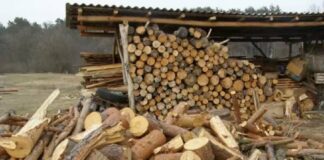 Тест на внимательность: отыскать белку среди дров за 30 секунд мало кому удается - today.ua