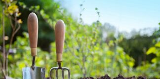 Посівний календар на травень 2020: коли висаджувати овочі, щоб отримати рясний урожай - today.ua