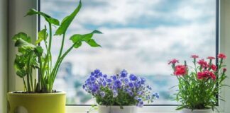 Комнатные цветы, приносящие несчастья и болезни: 5 «зловредных» растений - today.ua