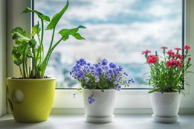 Кімнатні квіти, що приносять нещастя і хвороби: 5 «злобливих» рослин - today.ua