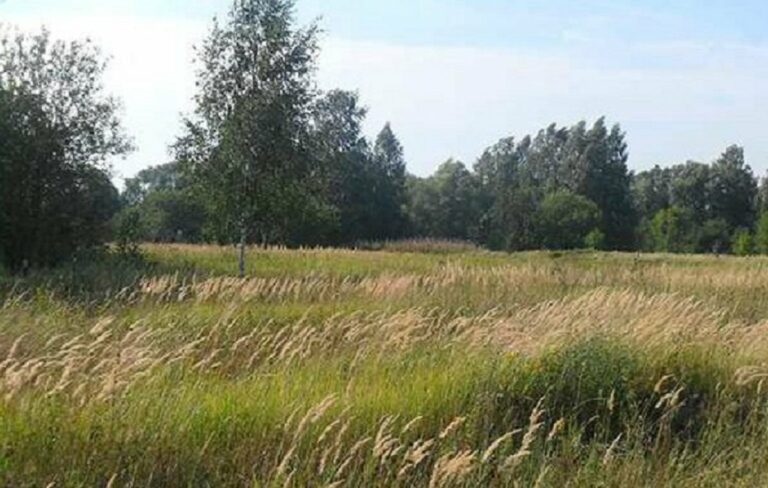 Тест на внимательность: найди собаку в зарослях густой травы за 15 секунд - today.ua