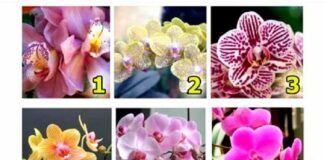 Тест по картинці: виберіть орхідею і дізнайтеся, що зробить вас щасливим - today.ua