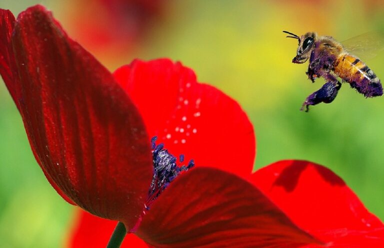 Свято 30 квітня: що потрібно обов'язково зробити в День Зосими Бджільника - today.ua
