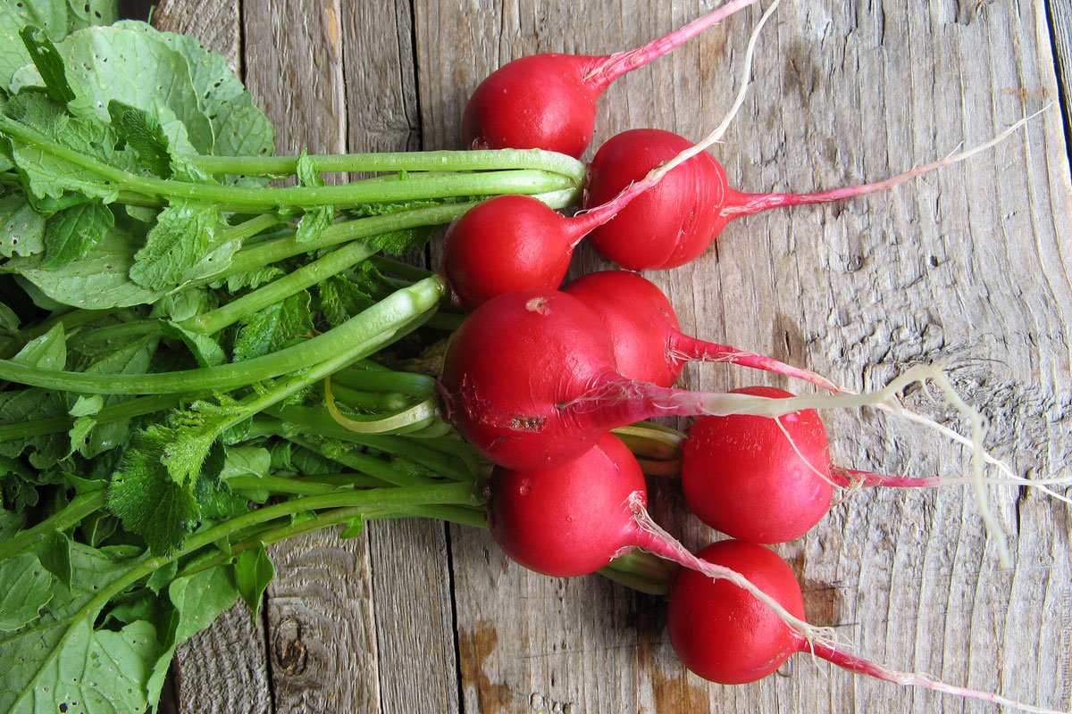 Редиска може бути небезпечною: кому протипоказаний популярний сезонний овоч