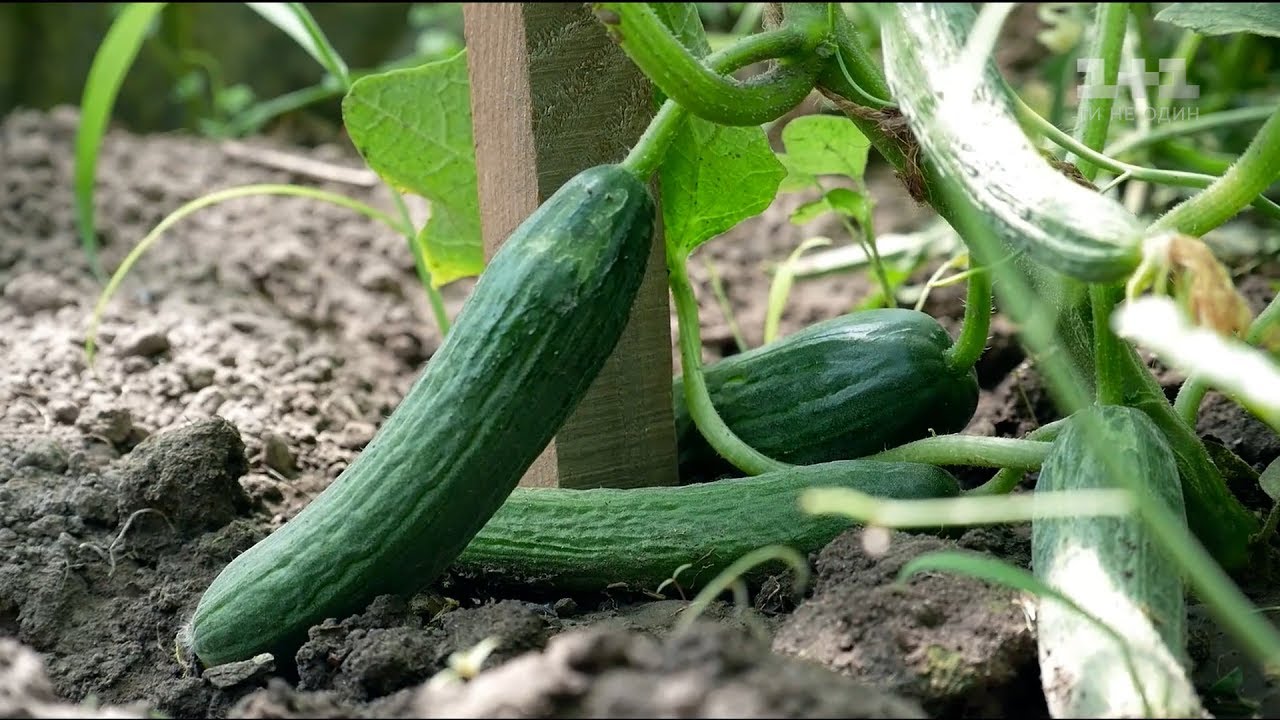 Огурцы могут быть опасными: кому следует отказаться от популярного овоща